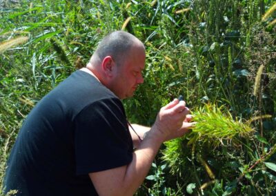 Zbiór konopi, żniwa konopne w pełni. Plantacja Kryształowice