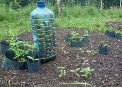 Uprawa konopi siewnych. Plantacja konopi Kryształowice